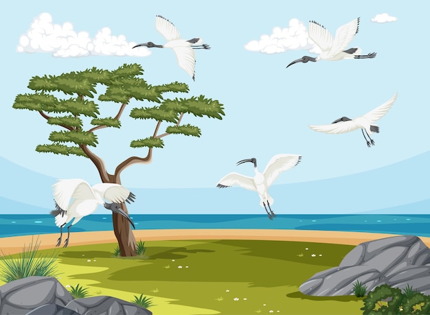 Australische weiße Ibis-Gruppe in Feuchtgebietslandschaft
