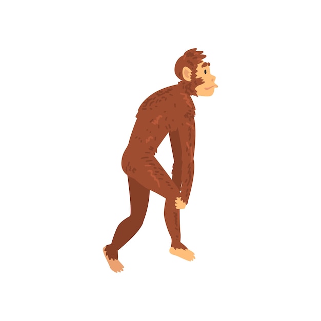 Australopithecus-biologie menschliche evolutionsphase evolutionsprozess der frau vektor-illustration