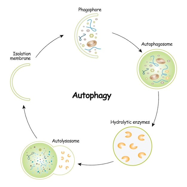 Vektor autophagie, phagophor, autophagosom, hydrolytische enzyme, autolysosom, isolationsmembran, vektor