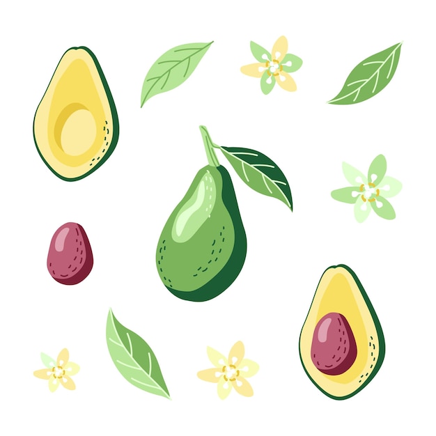 Avocado Elemente Cliparts Blätter Blumen ganze Hälfte Hand gezeichnete Illustration auf weißem Hintergrund