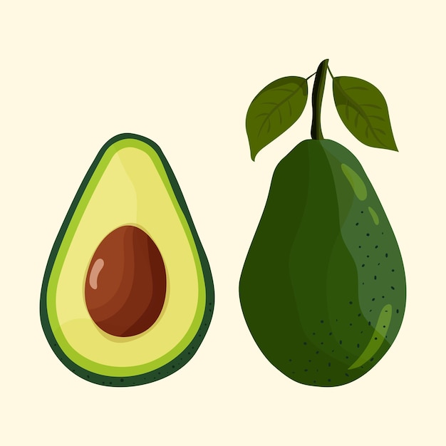 Avocado-Frucht ganz mit grünen Blättern und halb mit Samen Vektorbild isoliert auf hellem Hintergrund