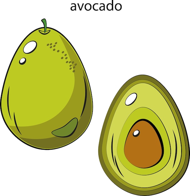 Avocado. ganze avocado und avocado im schnitt. früchte, gesundes essen. trainingskarte. isolierte vektor-illustration auf weißem hintergrund.