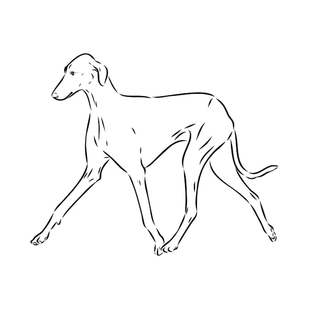 Azawakh azawakh hundevektorskizzenillustration