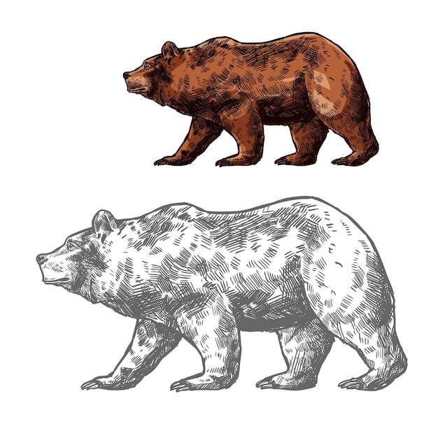 Vektor bärentierskizze des gehenden braunen grizzly