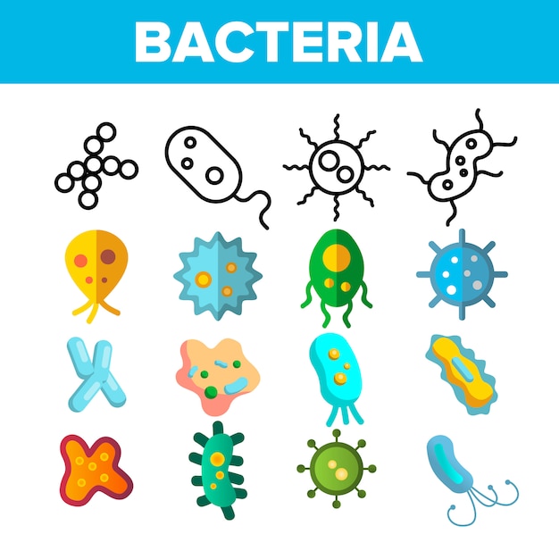 Bakterien, bakterienzellen