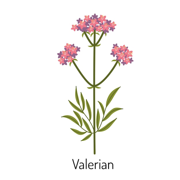 Baldrian, eine Heilkräuterblume. Eine botanische Pflanze. Medizinische und medizinische Kräuter. Vektorillustration isoliert auf weißem Hintergrund