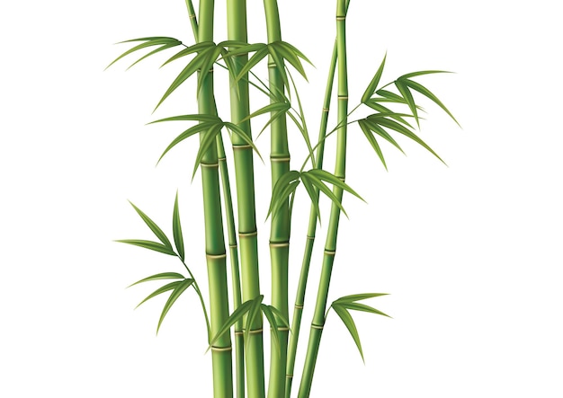 Vektor bambus vektor