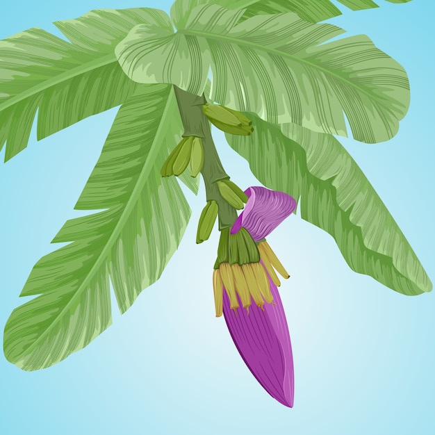 Bananenblume und -blätter auf blauem hintergrundvektordesign.