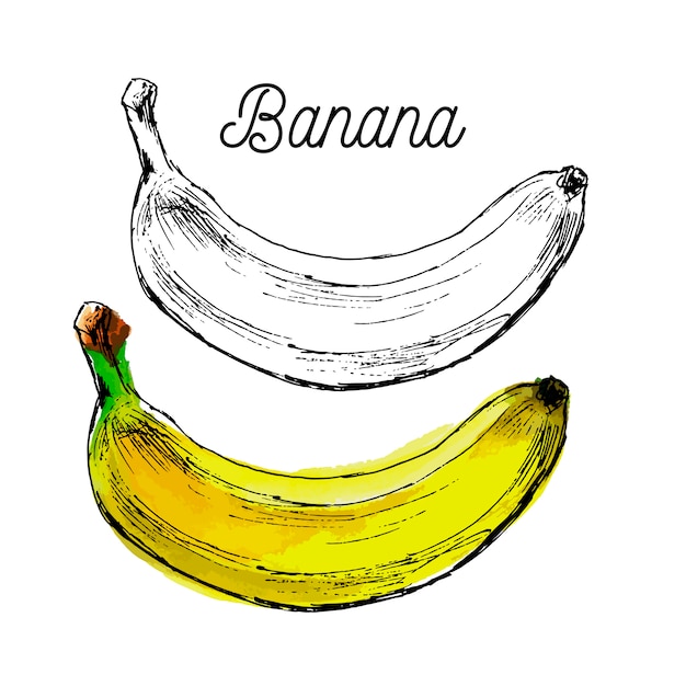 Vektor bananenfruchtnahrung