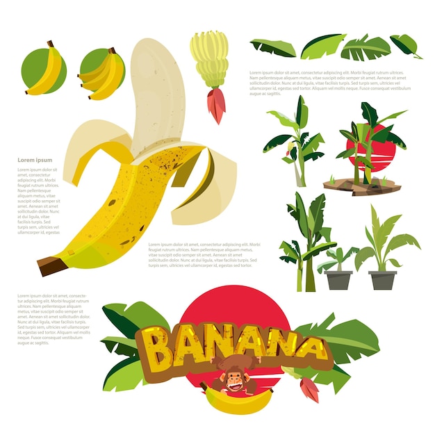 Vektor bananenkollektion mit logo