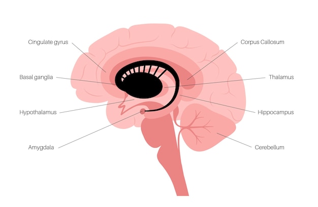 Vektor basalganglien und limbisches system. anatomie des menschlichen gehirns. großhirnrinde und kleinhirnvektor