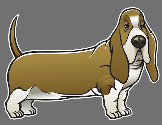 Vektor basset hound hund