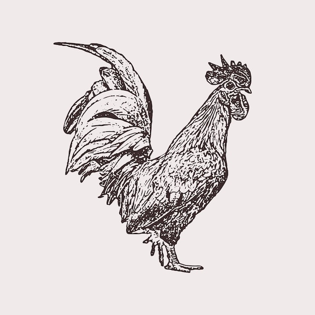 Bauernhofhuhn, hühnervogel. geflügel, broiler, nutztierfütterung. vintage henne bio-fleisch von hand gezeichnet