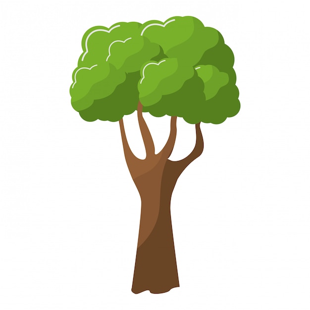 Baum grüne natur