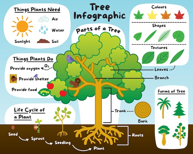 Vektor baum-infografik-vektorillustration