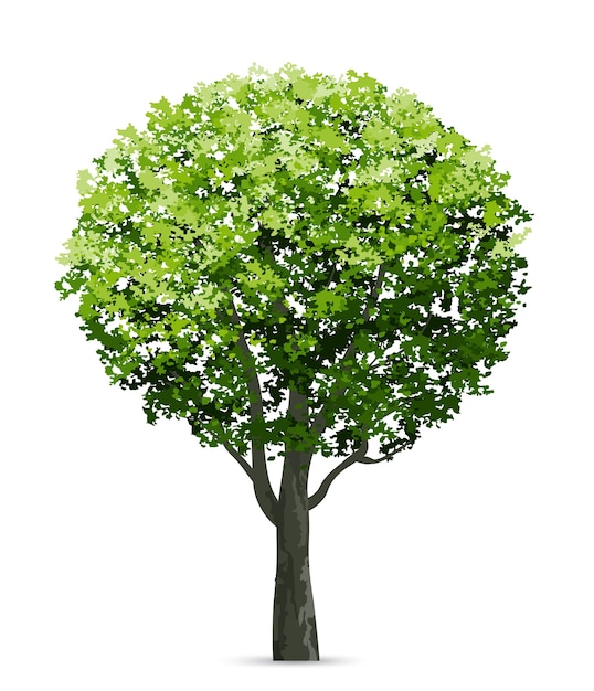 Baum isoliert auf weißem Hintergrund