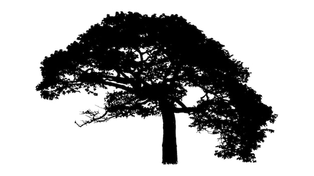 Baumsilhouette auf weißem Hintergrund