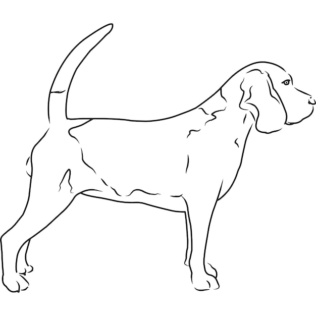 Beagle hund hand skizzierte vektorzeichnung