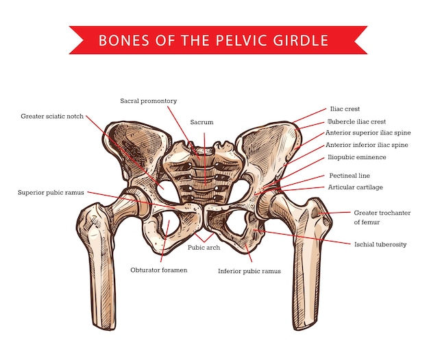 Vektor beckenknochen, menschliche anatomie, vektorskizze