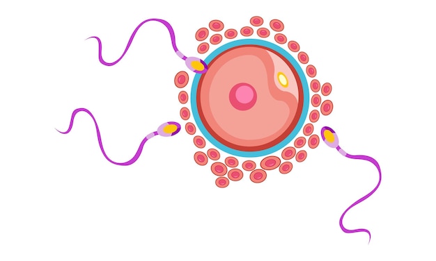 Befruchtungsprozess mit schritt-für-schritt-sperma-ei und zygote-rendering-zellvektordesign