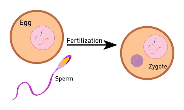 Vektor befruchtungsprozess mit schritt-für-schritt-sperma-ei und zygote-rendering-zellvektordesign