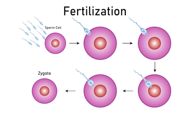 Befruchtungsprozess mit schritt-für-schritt-sperma-ei und zygote-rendering-zellvektordesign