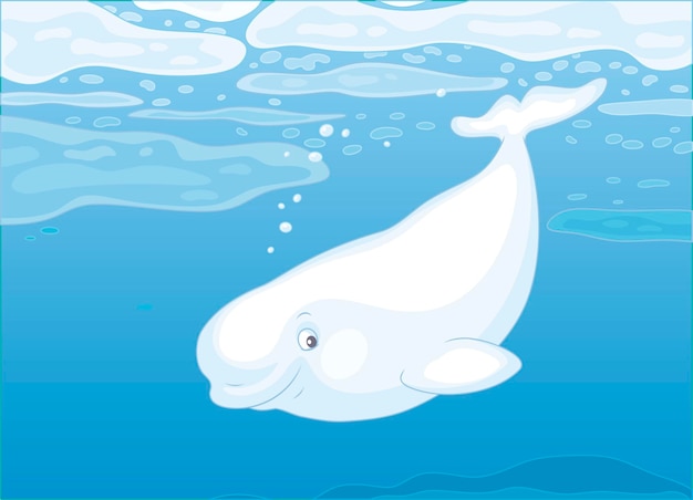 Beluga-wale schwimmen zwischen treibenden eisschollen im blauen wasser eines polarmeeres