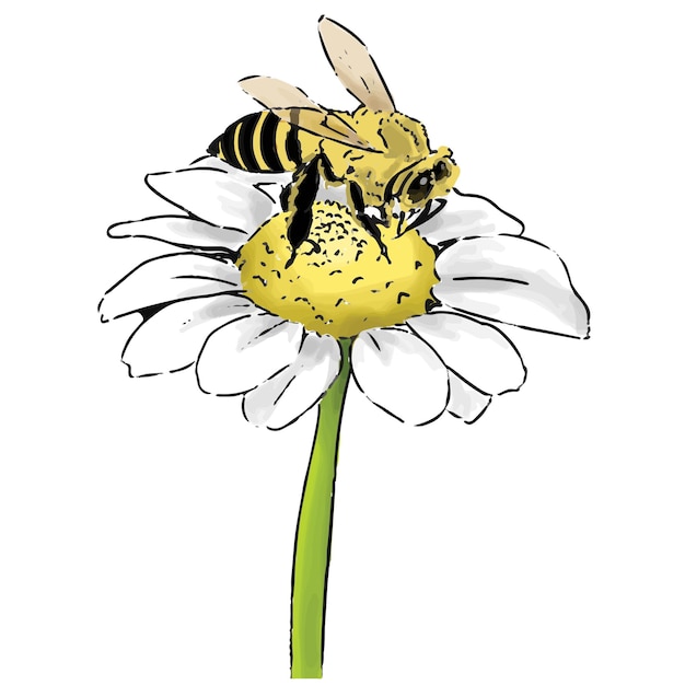 Biene und die Blume