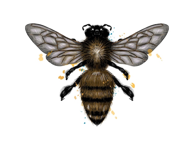Biene, Wespe aus einem Spritzer Aquarell, farbige Zeichnung, realistisch.