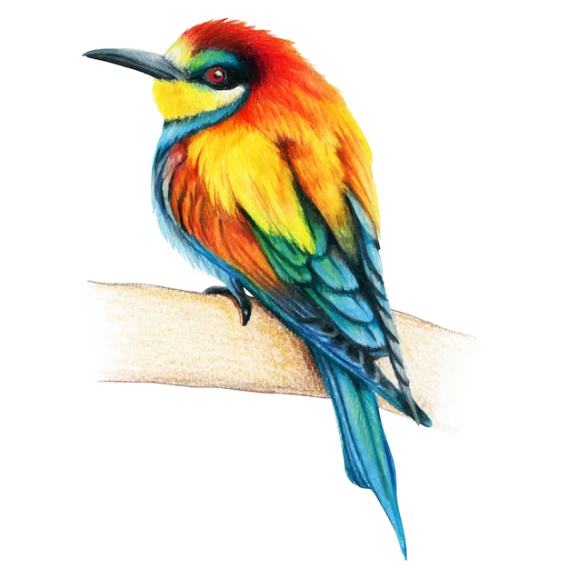 Bienenfresser handgezeichnete Vogel Aquarell Buntstifte