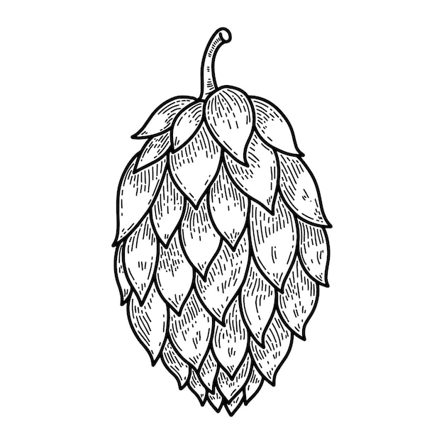 Bier-Hop-Illustration auf weißem Hintergrund Gestaltungselement für Logo-Label-Emblem-Zeichen Vektor-Illustration