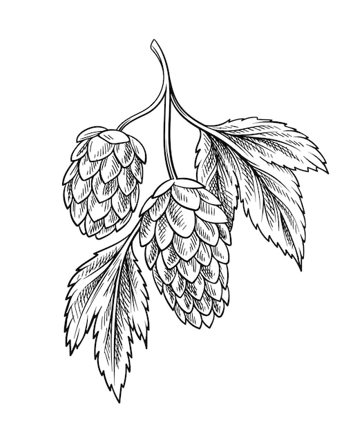 Bierelement lineare Brauerei und Hopfenproduktion natürliche und ökologische Produkte minimalistische Kreativität