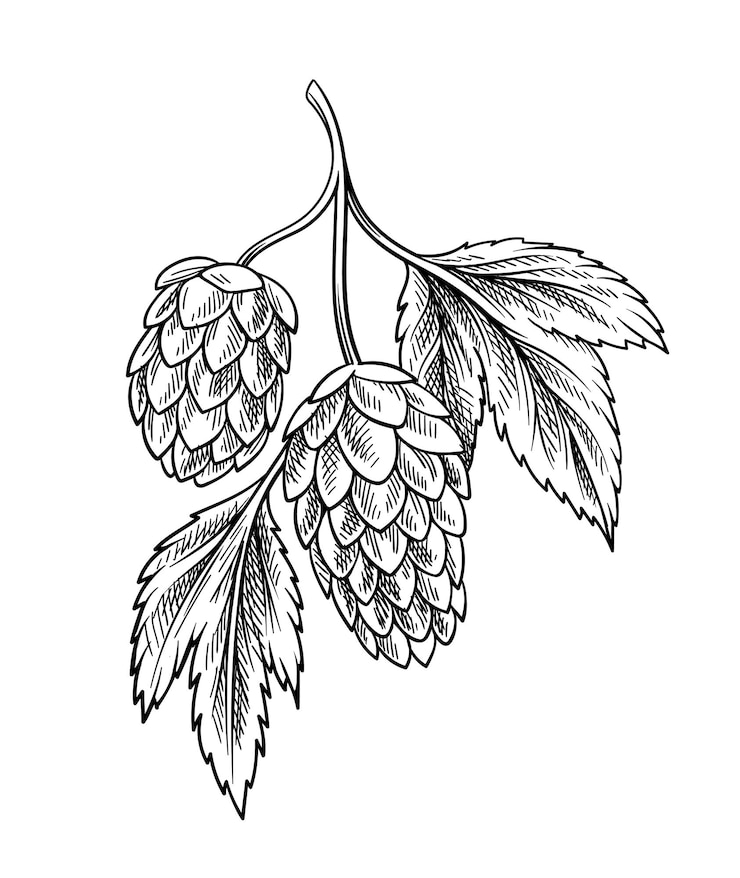Vektor bierelement lineare brauerei und hopfenproduktion natürliche und ökologische produkte minimalistische kreativität