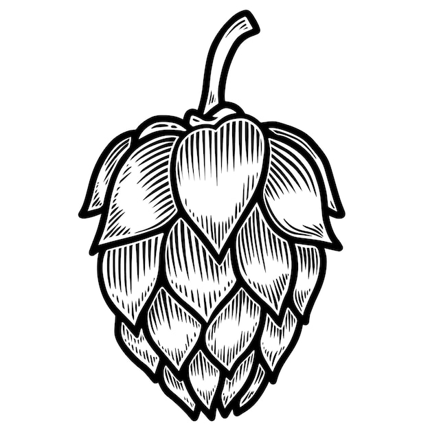 Bierhopfen im Gravurstil isoliert auf weißem Hintergrund. Gestaltungselement für Logo, Label, Schild, Poster, Flyer. Vektor-Illustration