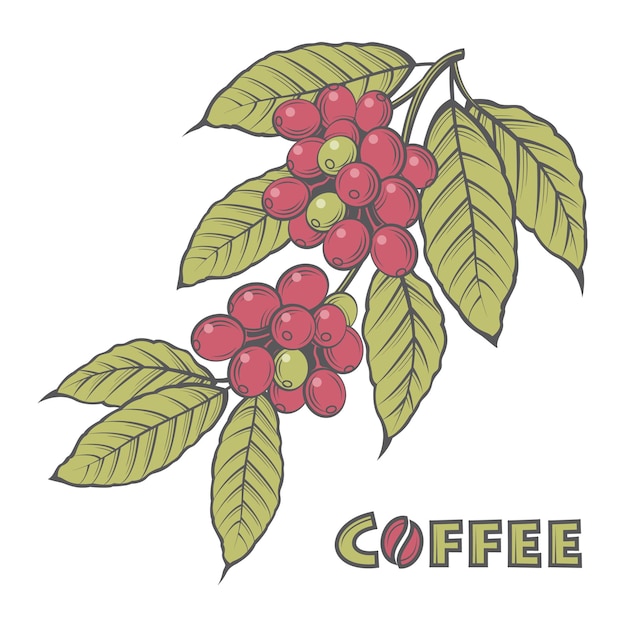 Bild der Kaffeezweige