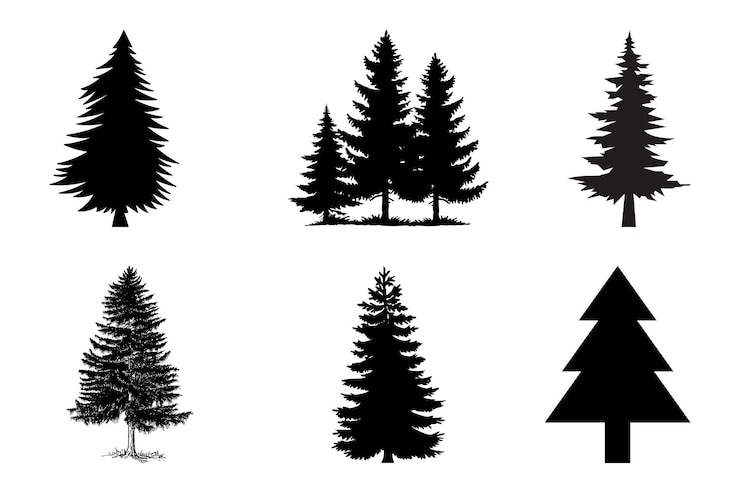 Vektor bild von einem kieferbaum
