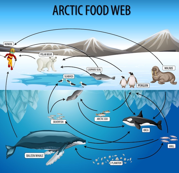 Vektor bildungsplakat der biologie für nahrungsnetzdiagramm