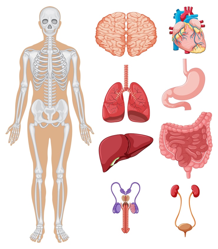 Vektor bildungsvektorillustration der menschlichen anatomie