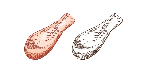 Vektor bio-lebensmittel handgezeichnete farbige und monochrome vektorskizzen von hähnchenschenkeln