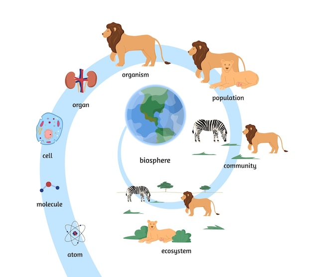 Vektor biologische organisation und flache vektorgrafik des ökosystems isoliert