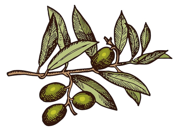 Vektor biologischer olivenbaumzweig farbe griechische zeichnung isoliert auf weißem hintergrund