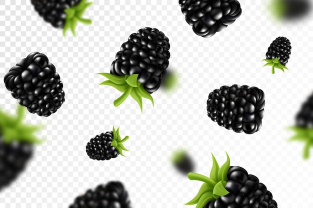 Vektor blackberry-hintergrund fliegende brombeere mit grünem blatt auf transparentem hintergrund blackberry fallen aus verschiedenen winkeln fokussiert und verschwommen objekte 3d realistischer vektor