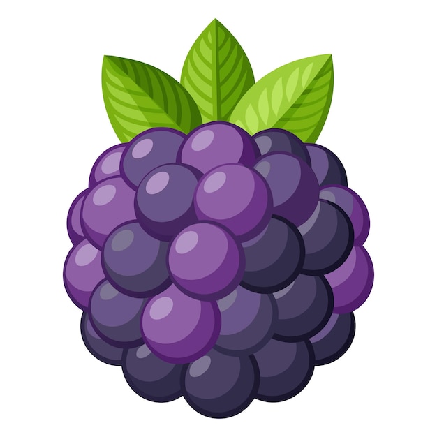 Blackberry-isolierte flache vektorillustration