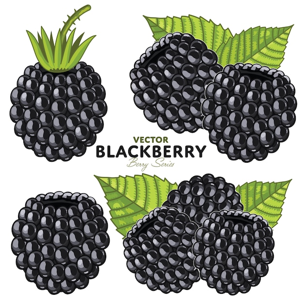 Blackberry-Set