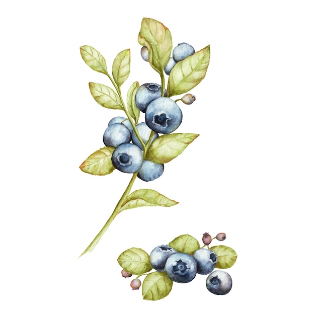 Blaubeer-aquarell-zeichnungsvektorformat blaubeer-aquarell-illustrationsarchivbild