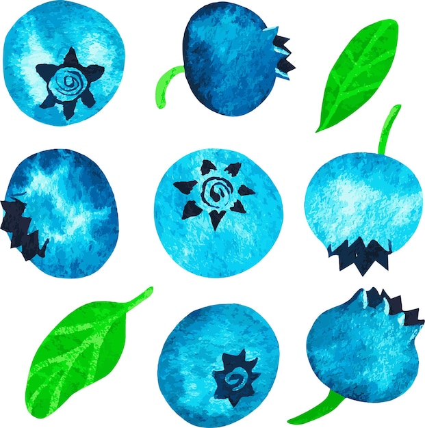 Vektor blaubeeren-aquarell-vektor-illustration