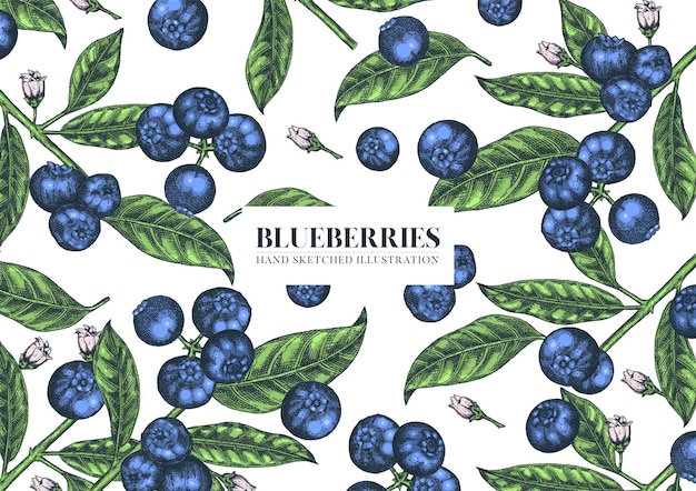 Blaubeeren. hand gezeichnete illustration