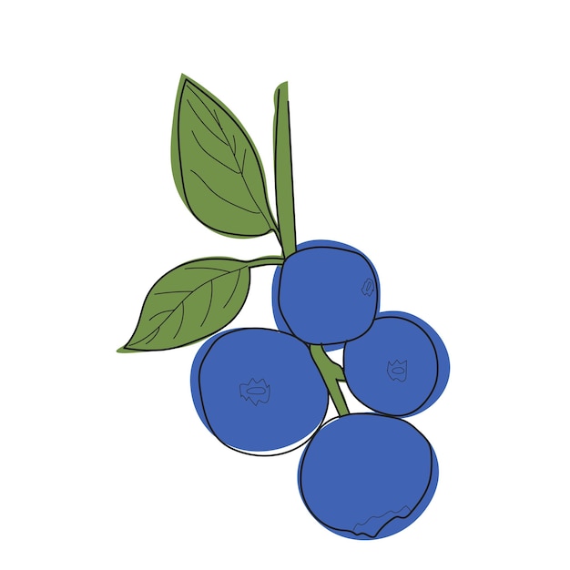 Blaubeerzweig minimalistische flach- und linienstile blaubeerzweig mit blättern und beeren