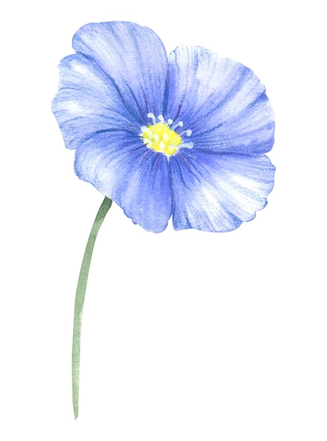 Blaue purpurrote Flachsblume Eine blaue Blume, die im Aquarell gemalt wird Wilde Frühlingsaquarellblume