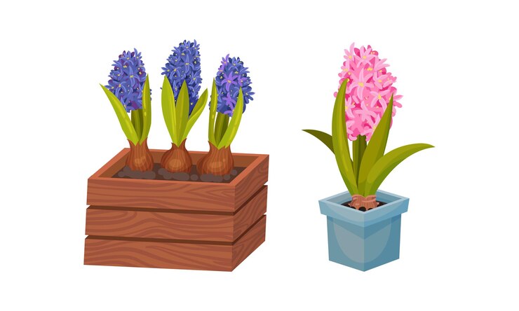Vektor blaue und rosa hyacinth-töpfenblumen-set frühlingspflanzen in blumentöpfen vektorillustration